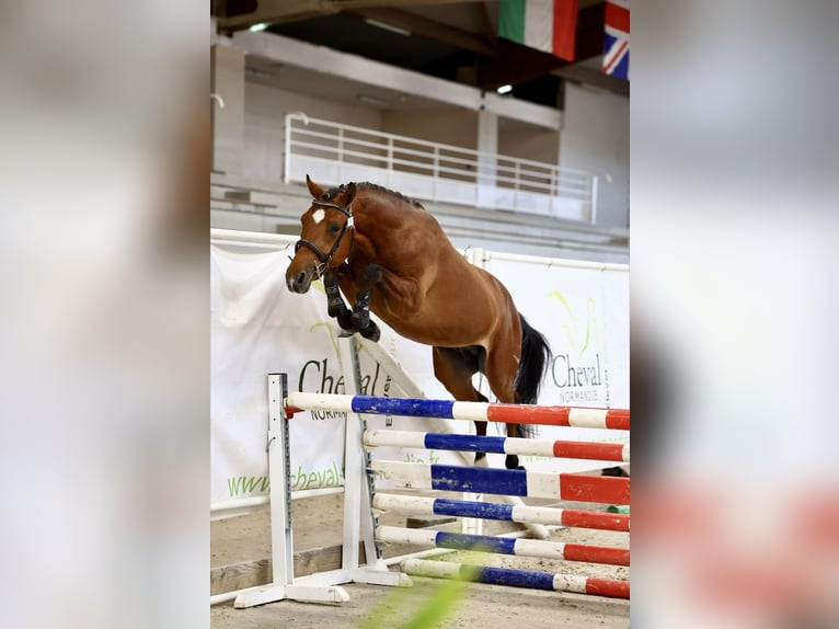 Pony Francese Stallone 3 Anni 146 cm Baio in Le Dezert
