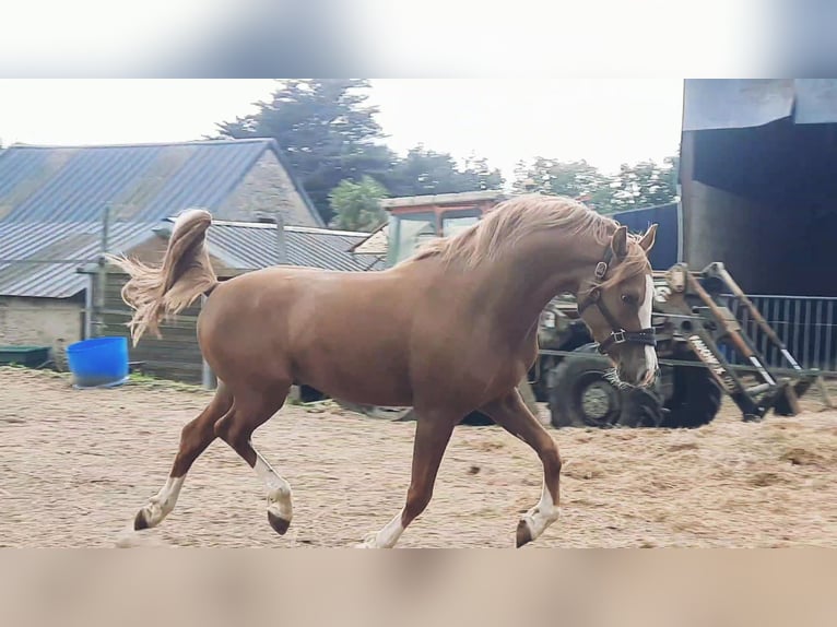 Pony Francese Stallone 3 Anni 146 cm Sauro in Bouée