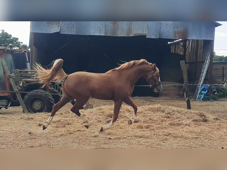 Pony Francese Stallone 3 Anni 146 cm Sauro in Bouée