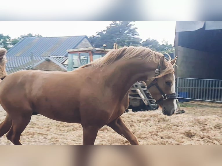 Pony Francese Stallone 3 Anni 146 cm Sauro in Bouée