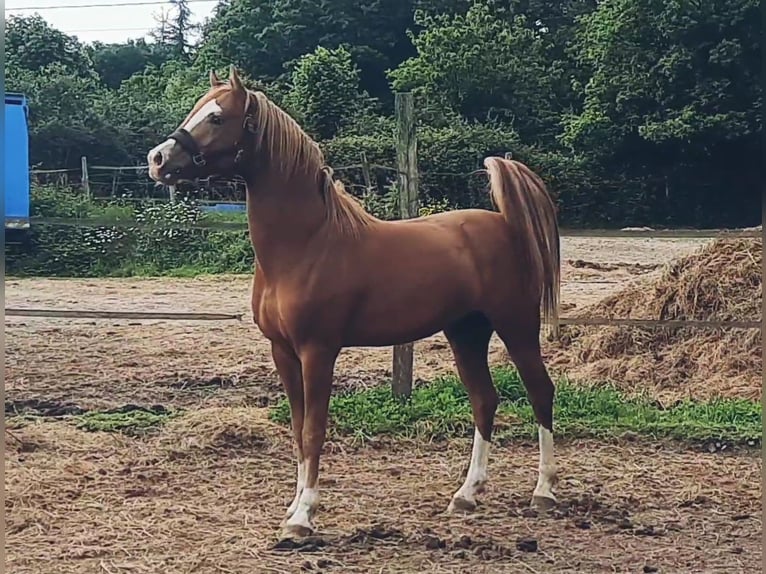 Pony Francese Stallone 3 Anni 146 cm Sauro in Bouée