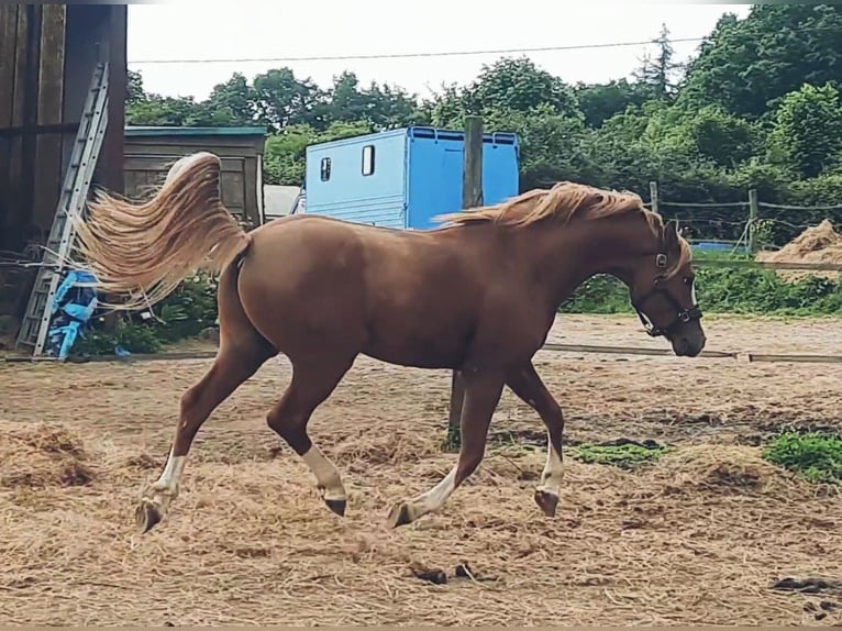 Pony Francese Stallone 3 Anni 146 cm Sauro in Bouée