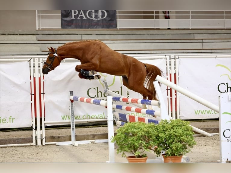 Pony Francese Stallone 3 Anni 148 cm Sauro in Le Dezert