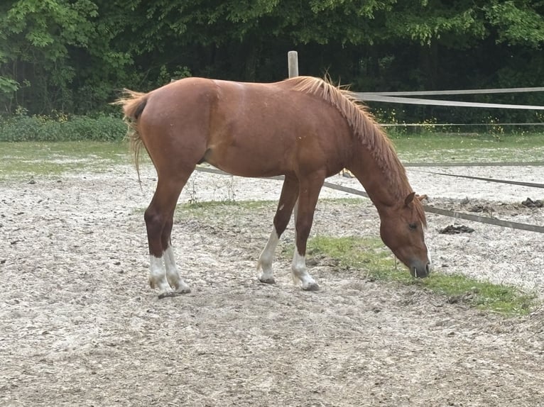Pony Francese Stallone 3 Anni 148 cm Sauro in Le Dezert