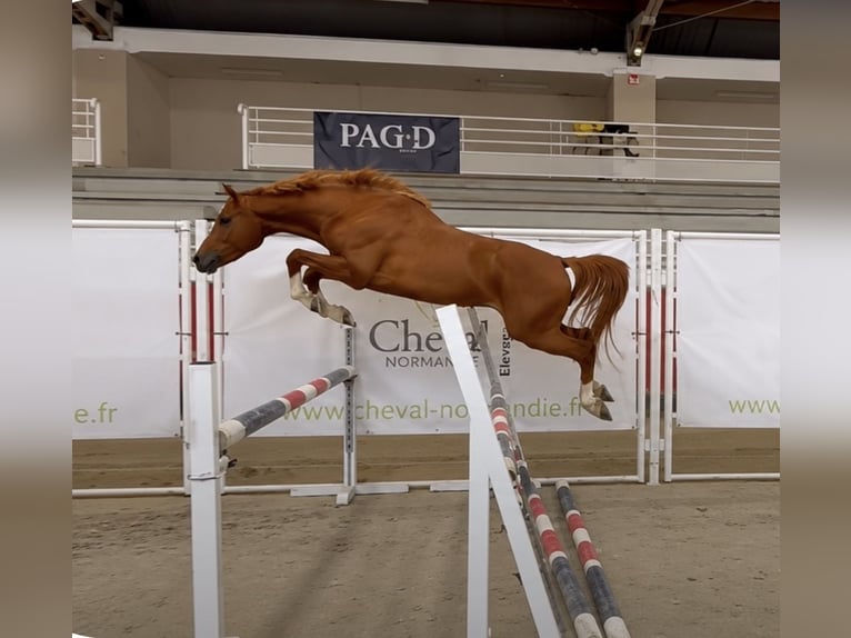 Pony Francese Stallone 3 Anni 148 cm Sauro in Le Dezert
