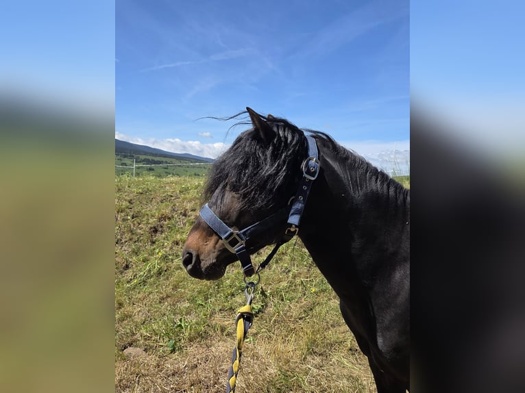 Pony Francese Stallone 6 Anni 116 cm Baio nero in Perpignan
