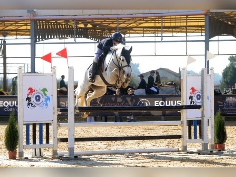 Pony Francese Stallone 9 Anni Bianco in Roma