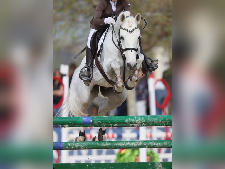 Pony Francese Stallone 9 Anni Bianco in Roma