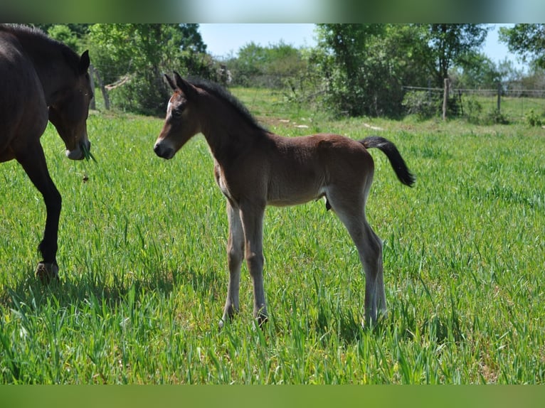 Pony Francese Stallone Puledri (04/2026) 148 cm Baio scuro in MONTVALENT