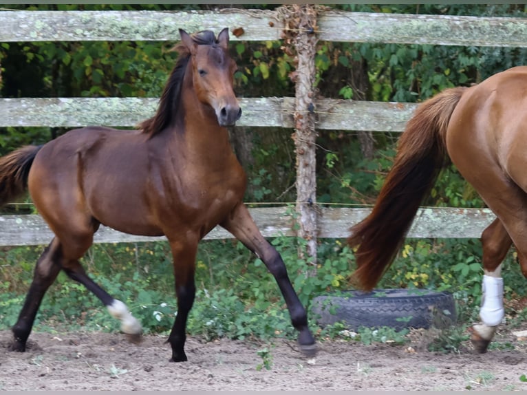 Pony Francese Stallone Puledri (02/2026) Baio nero in Escalans