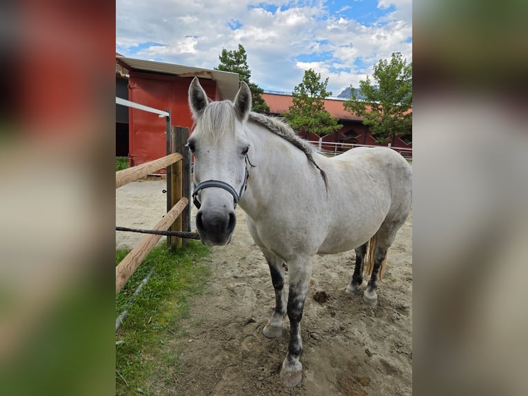 Pony Galiceno Giumenta 9 Anni 140 cm Grigio in Reutte