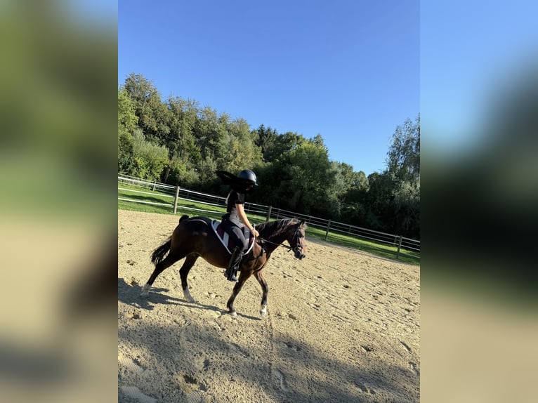 Pony Hackney Castrone 15 Anni 127 cm Baio in Siegenburg