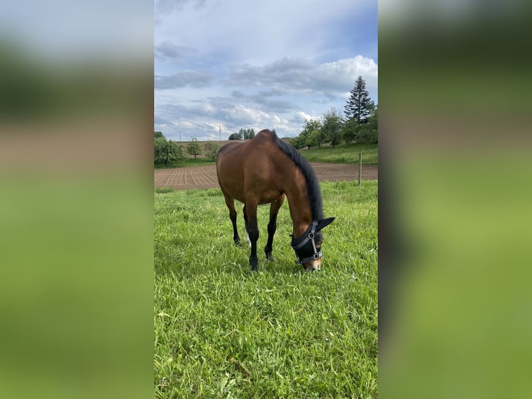 Pony Hackney Castrone 15 Anni 138 cm Baio in Haibach