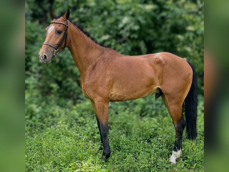Pony Hackney Castrone 7 Anni 143 cm Baio in Senovo