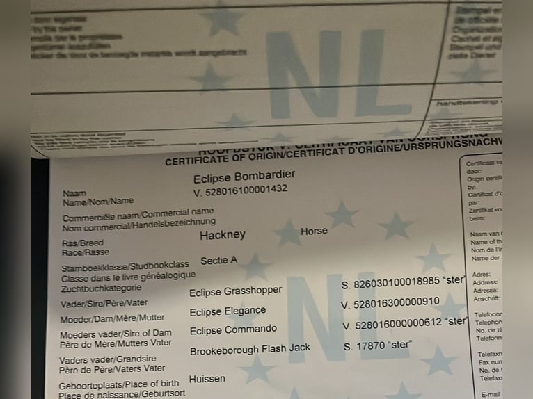 Pony Hackney Castrone 7 Anni 143 cm Baio in Senovo