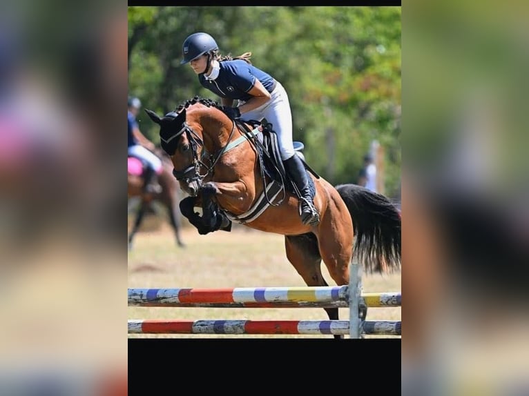 Pony Hackney Castrone 7 Anni 143 cm Baio in Senovo