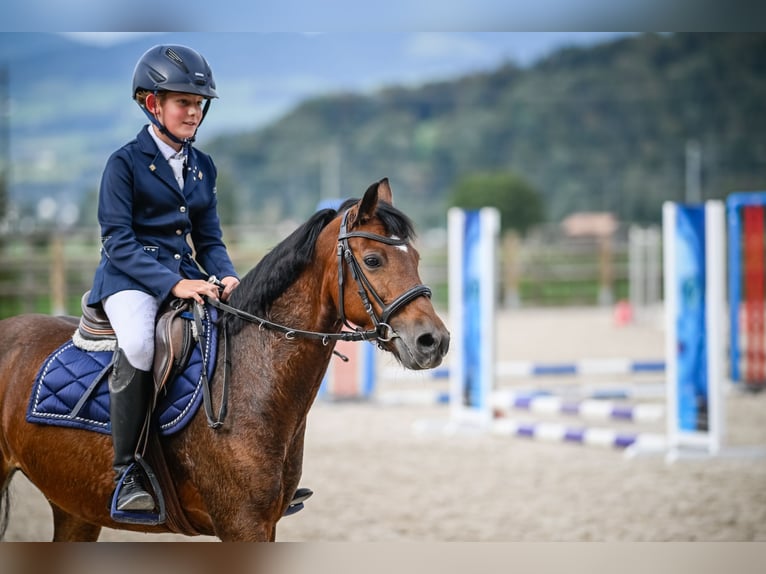 Pony Hackney Giumenta 10 Anni 133 cm Baio in Hittnau