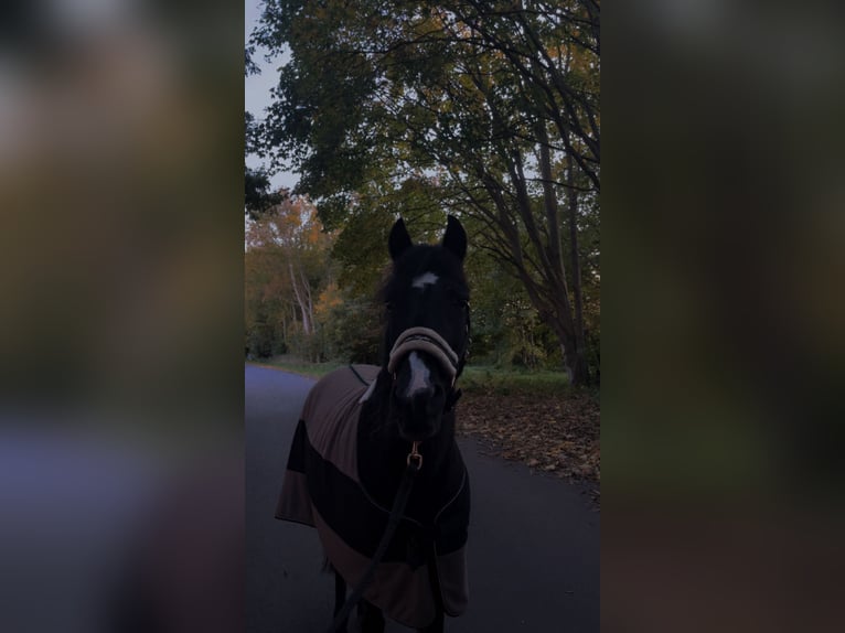 Pony Hackney Giumenta 16 Anni 135 cm Morello in Elsdorf-Westermühlen