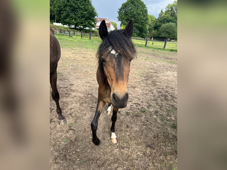 Pony Hackney Stallone 2 Anni 135 cm Baio in Haren