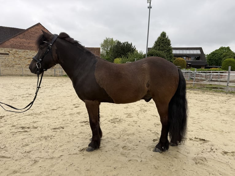 Pony Islandese Castrone 10 Anni 132 cm Morello in Lippstadt