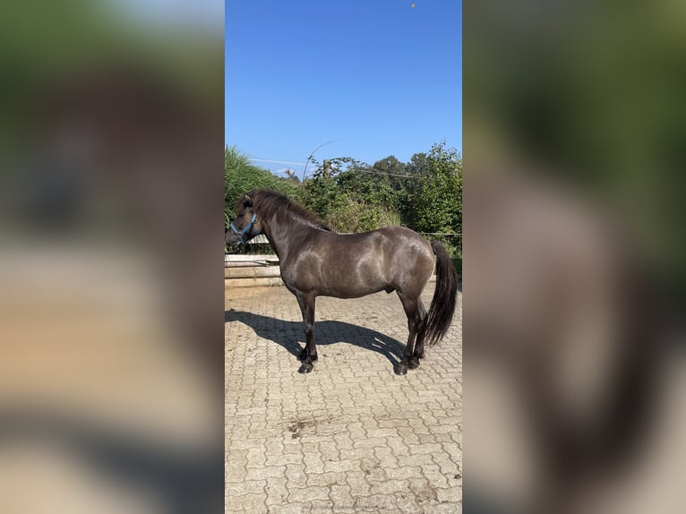Pony Islandese Castrone 10 Anni 135 cm in Sankt Bartholomä