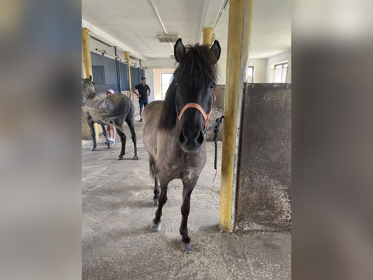 Pony Islandese Castrone 10 Anni 135 cm in Sankt Bartholomä