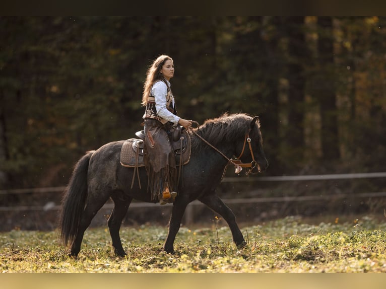 Pony Islandese Castrone 10 Anni 135 cm Roano blu in Sonntag