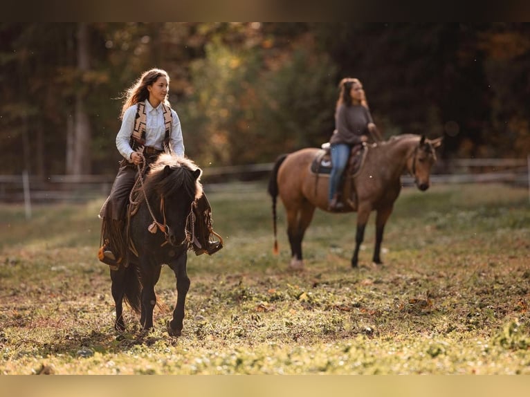 Pony Islandese Castrone 10 Anni 135 cm Roano blu in Sonntag