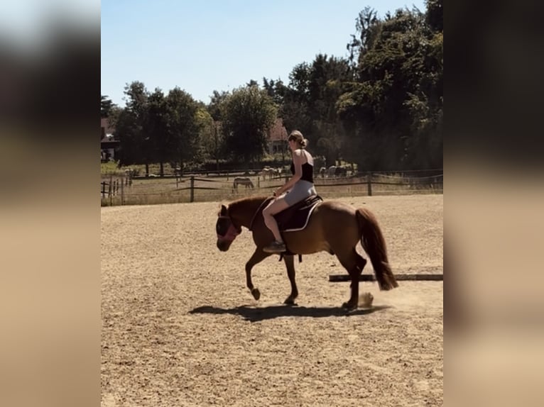 Pony Islandese Castrone 10 Anni 135 cm Sauro in Kleve