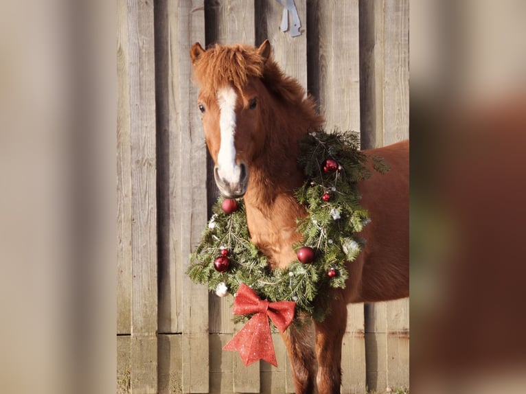 Pony Islandese Castrone 10 Anni 135 cm Sauro in Kleve