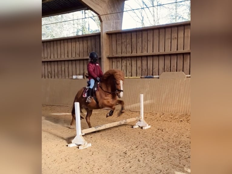 Pony Islandese Castrone 10 Anni 135 cm Sauro in Kleve
