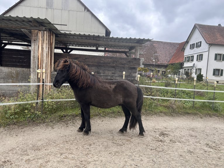 Pony Islandese Castrone 10 Anni 137 cm Baio nero in Crailsheim