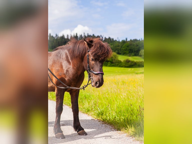 Pony Islandese Castrone 10 Anni 137 cm Baio nero in Crailsheim