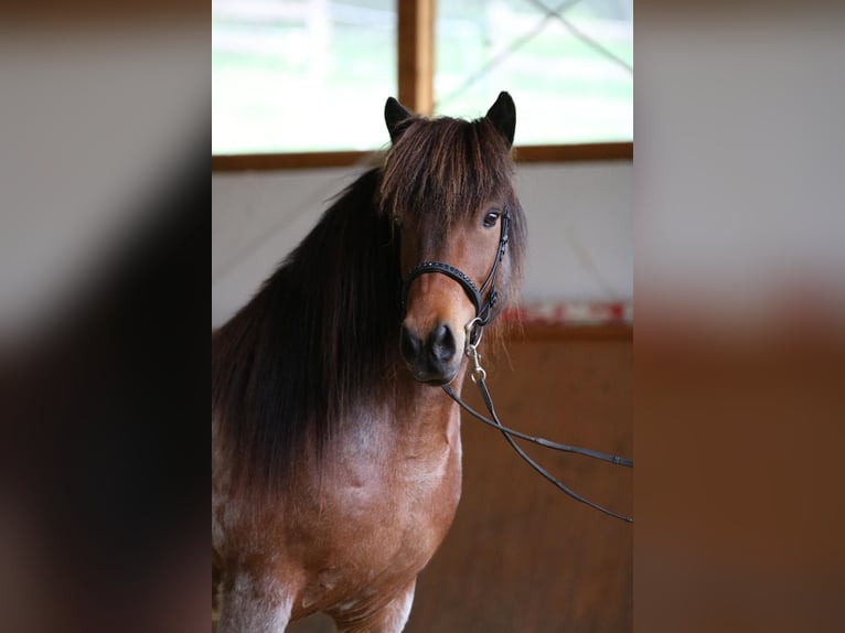Pony Islandese Castrone 10 Anni 137 cm  in Dörth