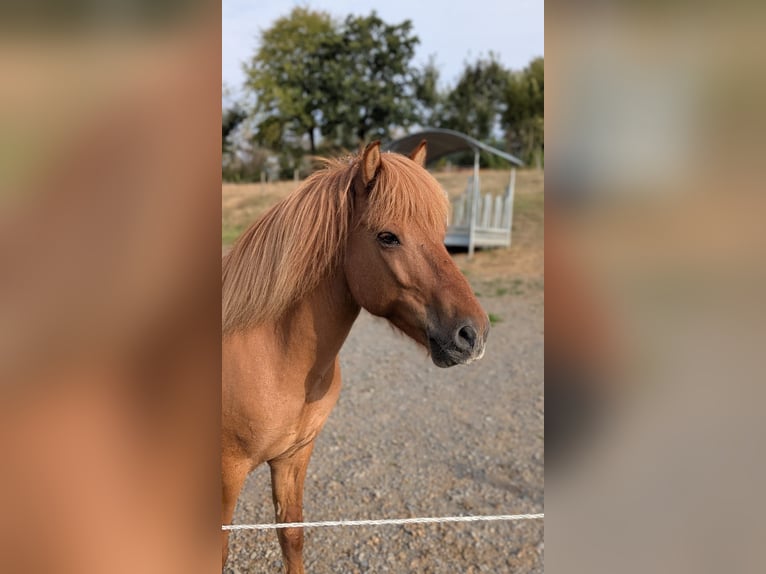Pony Islandese Castrone 10 Anni 137 cm Falbo in Lindlar
