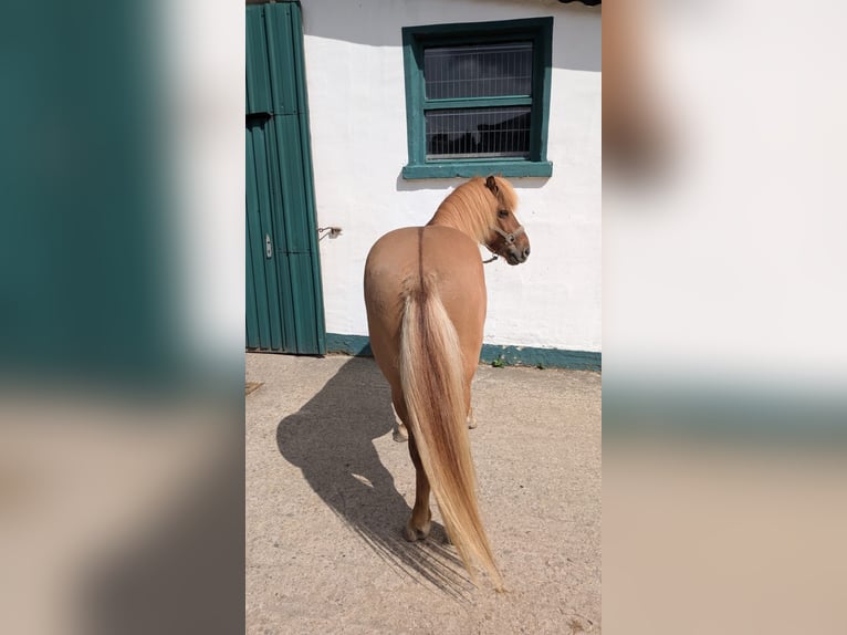Pony Islandese Castrone 10 Anni 137 cm Falbo in Lindlar