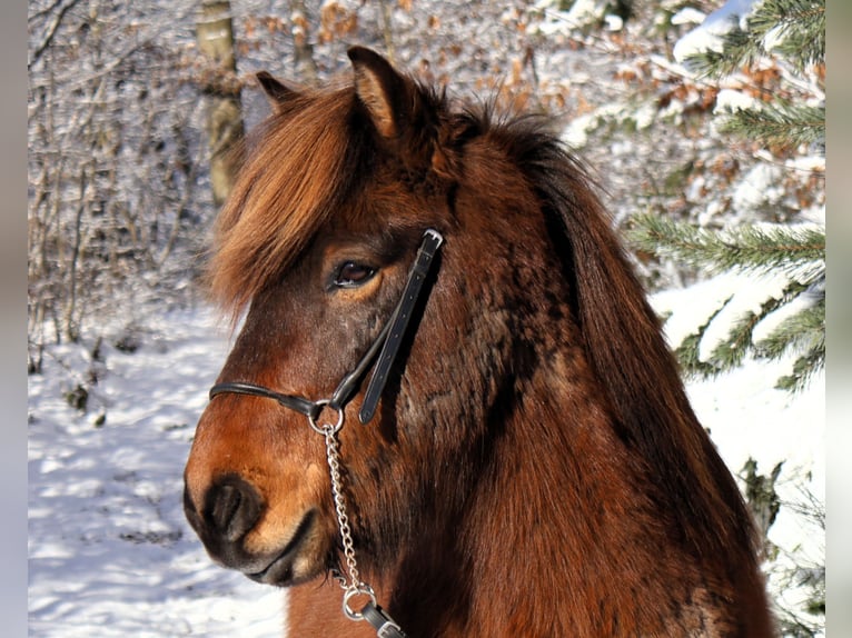 Pony Islandese Castrone 10 Anni 138 cm Baio in Friesenhagen