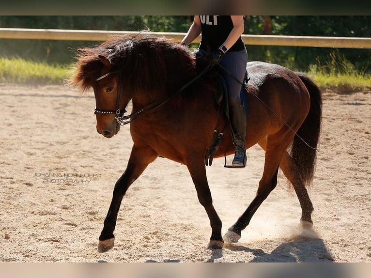 Pony Islandese Castrone 10 Anni 138 cm Baio in Basel