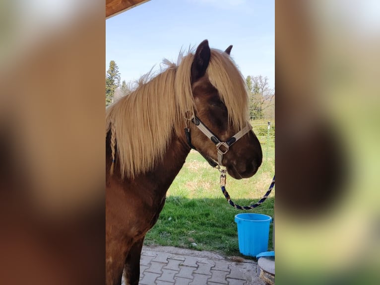 Pony Islandese Castrone 10 Anni 138 cm Baio scuro in Röthenbach/Allg.