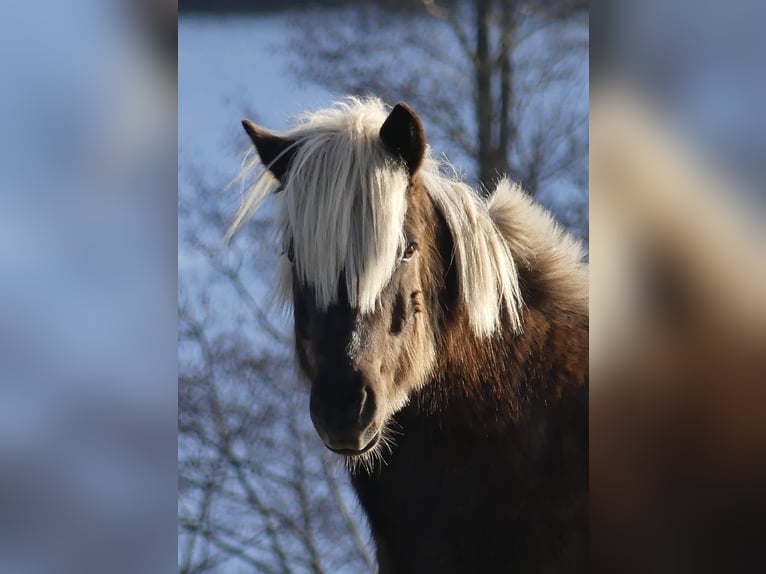 Pony Islandese Castrone 10 Anni 138 cm Baio scuro in Röthenbach/Allg.