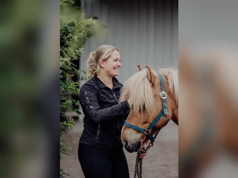 Pony Islandese Castrone 10 Anni 138 cm Falbo in Rosenberg