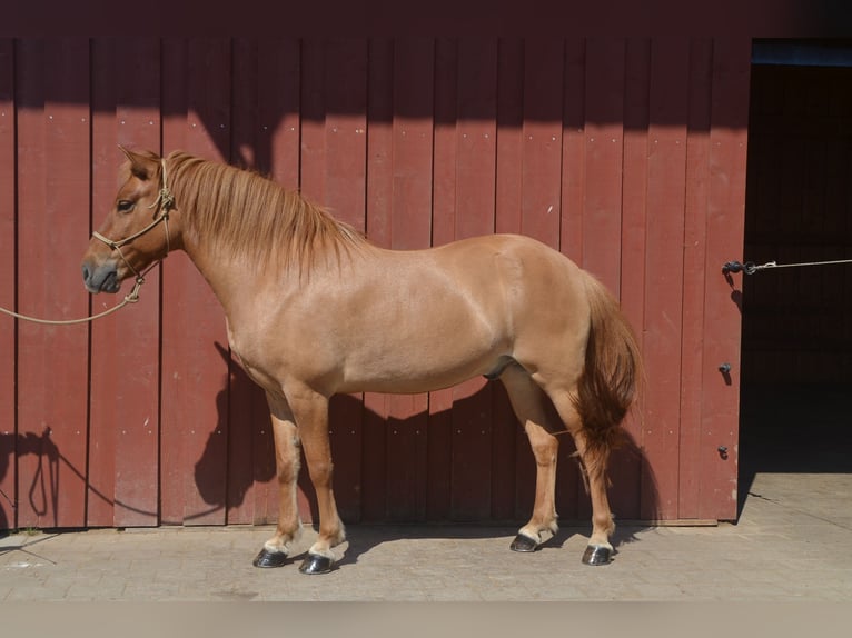 Pony Islandese Castrone 10 Anni 138 cm Falbo in Waldkirch