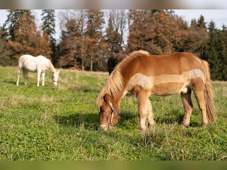 Pony Islandese Castrone 10 Anni 138 cm Sauro in Weißenhorn