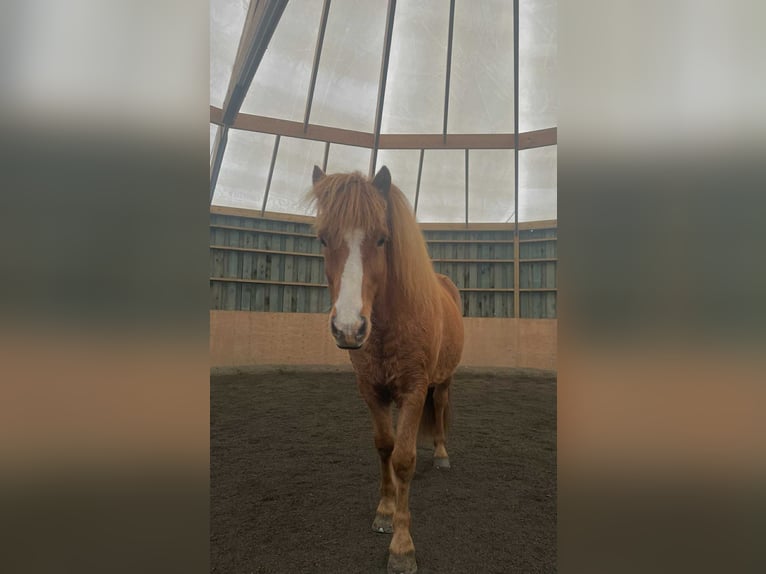 Pony Islandese Castrone 10 Anni 138 cm Sauro in Akureyri