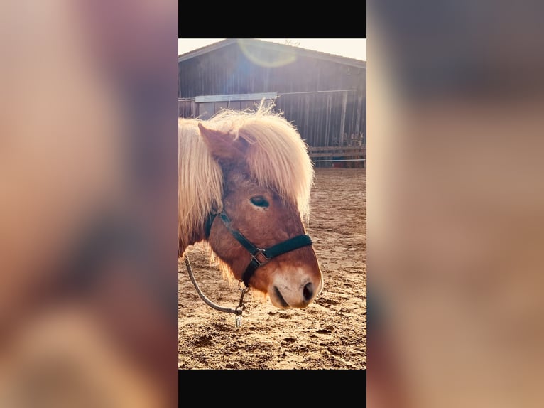Pony Islandese Castrone 10 Anni 138 cm Sauro in Immenstadt im Allg&#xE4;u
