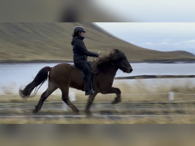 Pony Islandese Castrone 10 Anni 140 cm Baio in Schneverdingen
