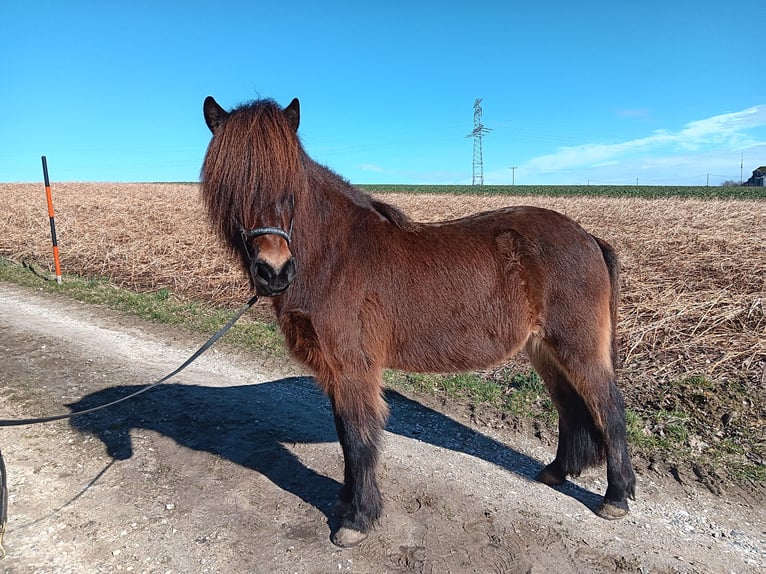 Pony Islandese Castrone 10 Anni 140 cm Baio scuro in Ergoldsbach