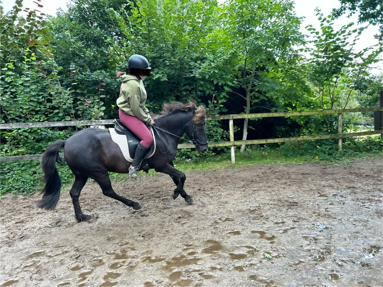 Pony Islandese Mix Castrone 10 Anni 140 cm in Oelixdorf