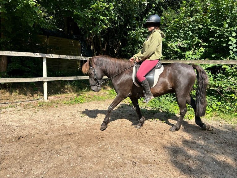 Pony Islandese Mix Castrone 10 Anni 140 cm in Oelixdorf