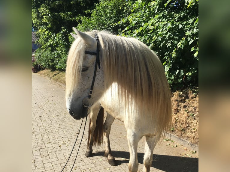 Pony Islandese Castrone 10 Anni 140 cm Grigio in Hamburg